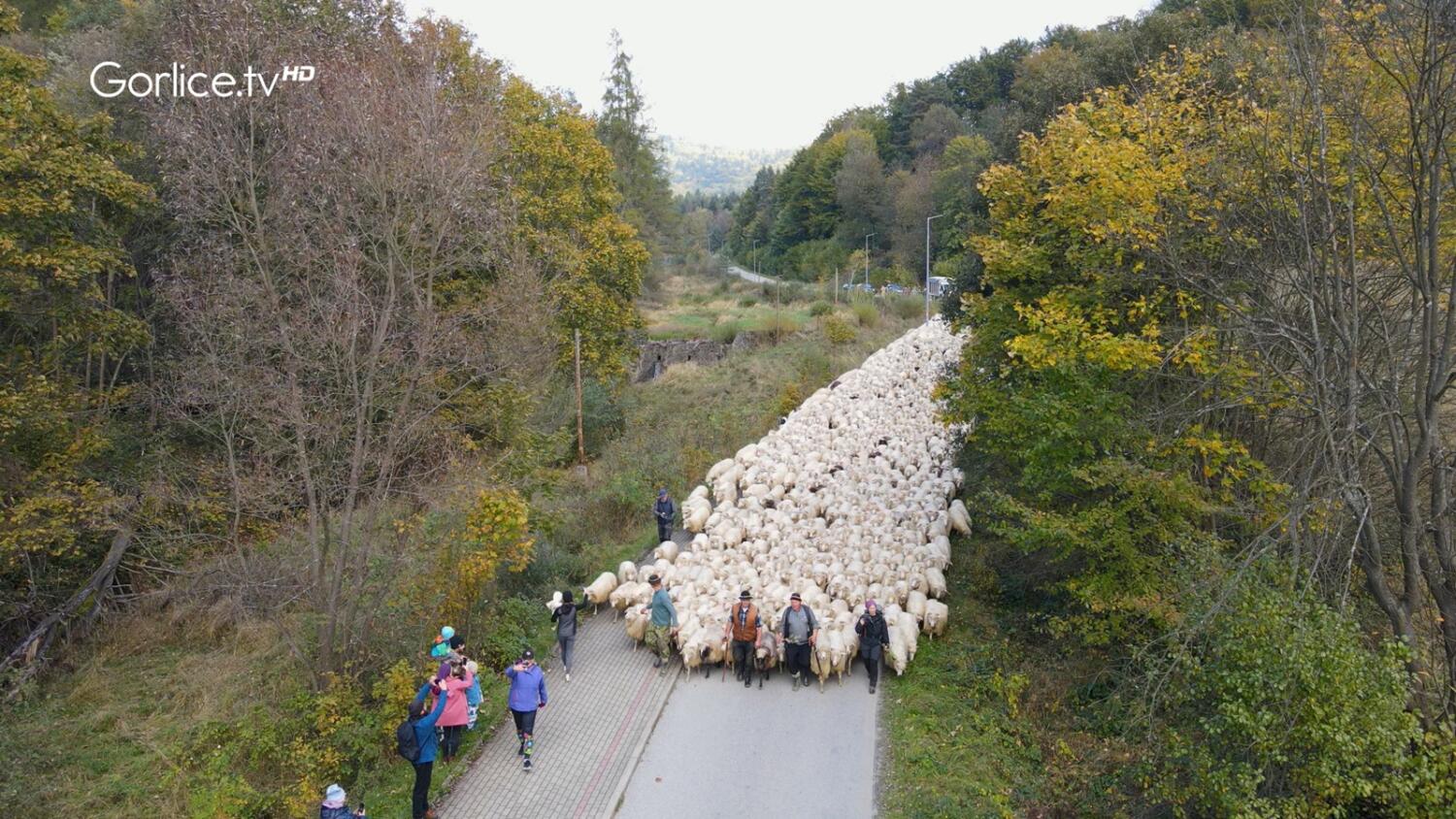 Redyk 2024 – w sposób wyjątkowy powitano owce i ich opiekunów w Uzdrowisku Wysowa-Zdrój