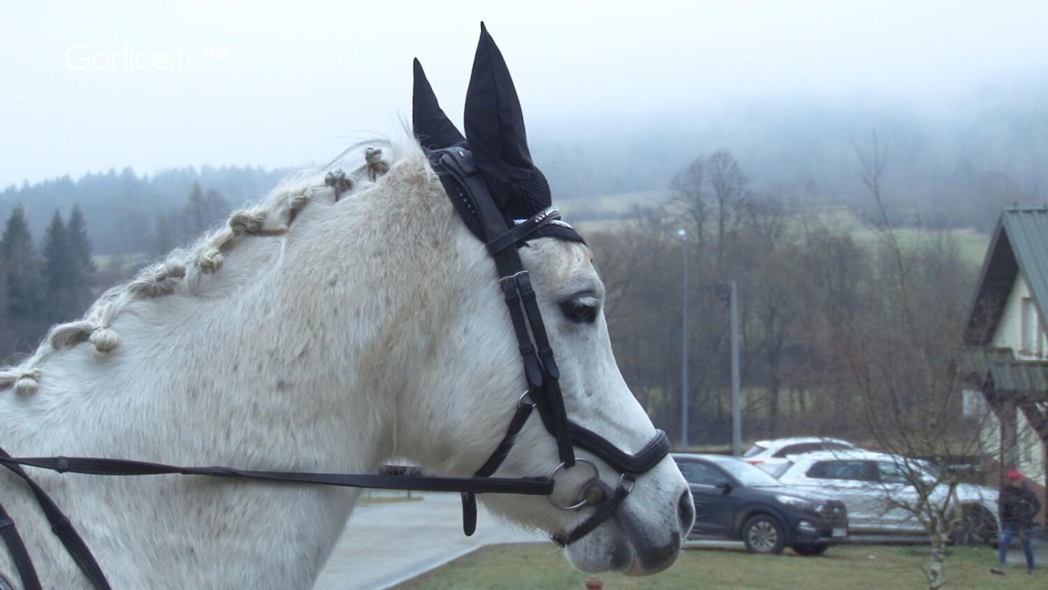 XV Jubileuszowe Halowe Mikołajkowe Zawody Jeździeckie w Regietowie
