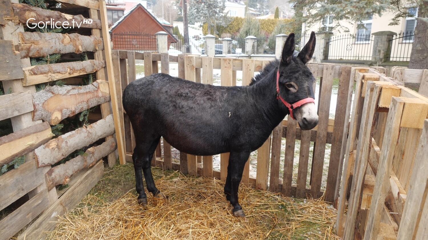 Żywa Szopka i Orszak Trzech Króli w parafii Szymbark