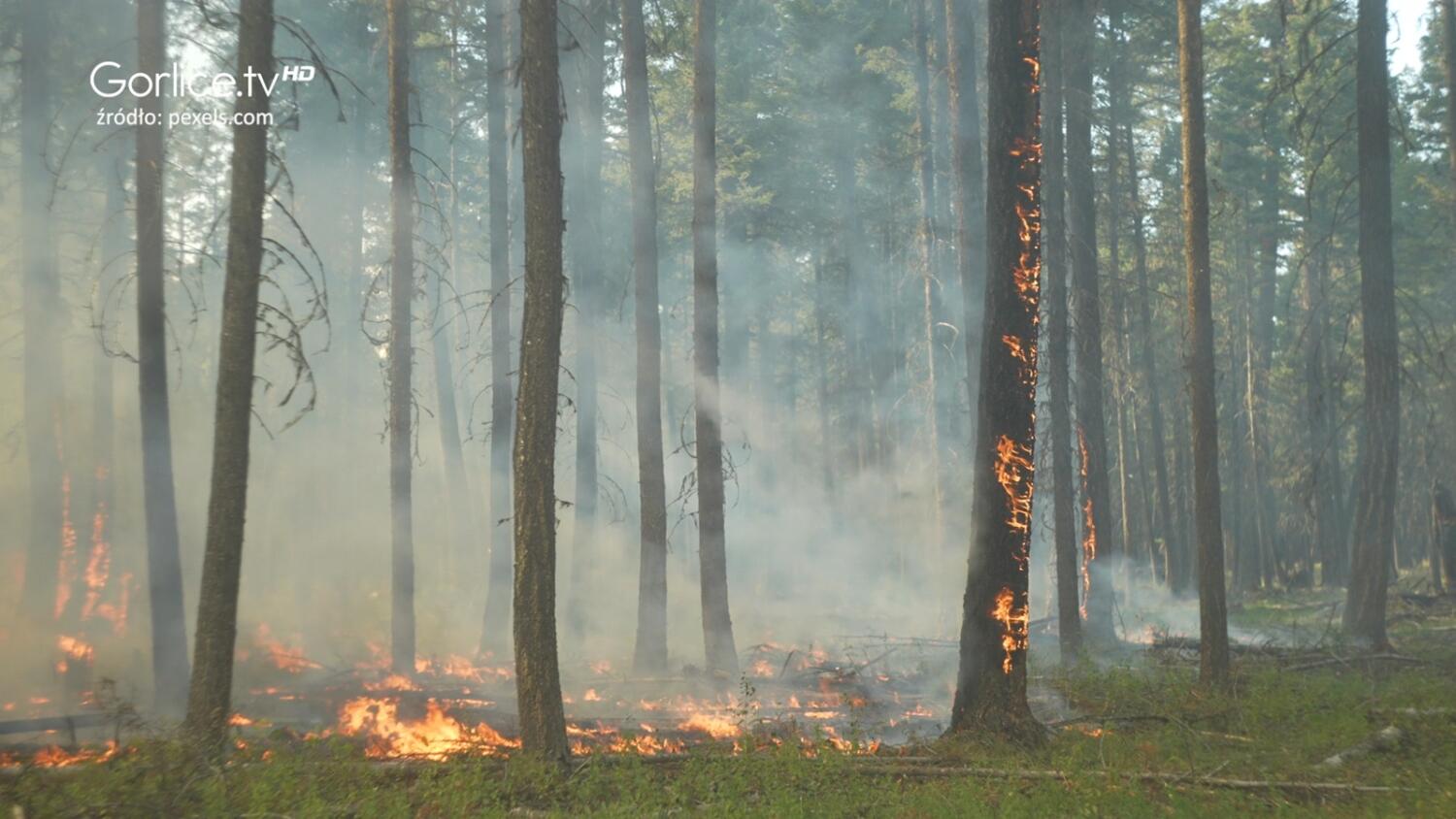 Apel dotyczący niewypalania traw