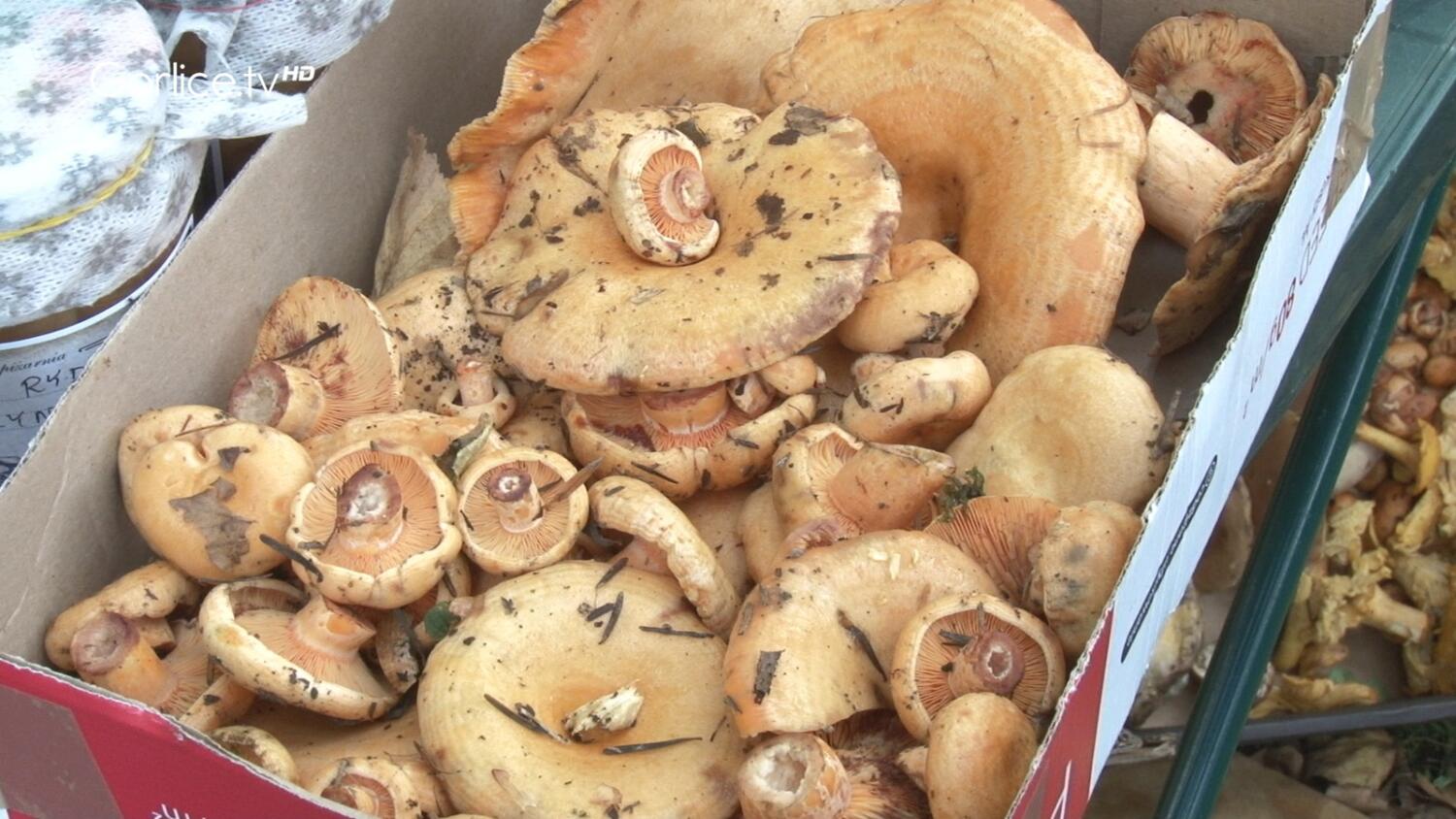 Rydzowa Jesień przyciągnęła setki miłośników grzybów, muzyki, kultury i regionalnych atrakcji