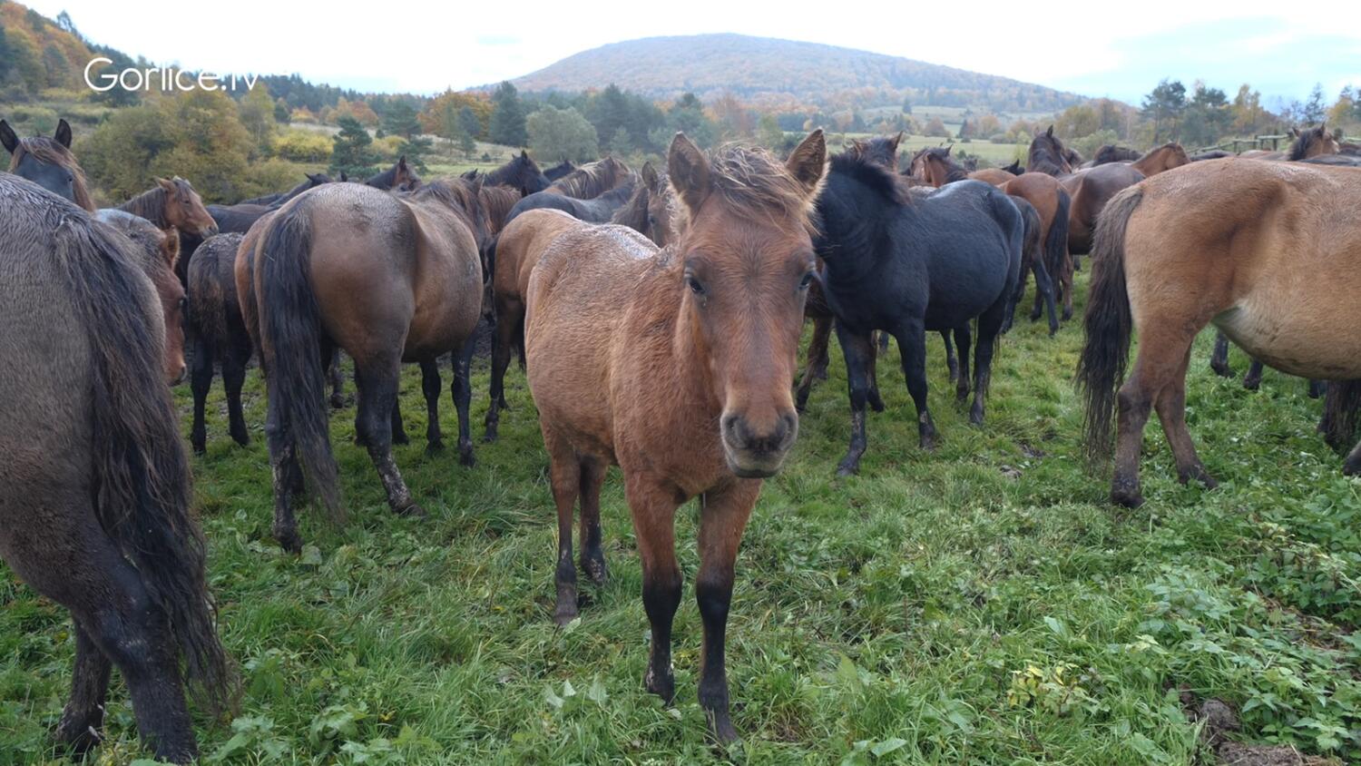 Dzień Koniarza w Regietowie