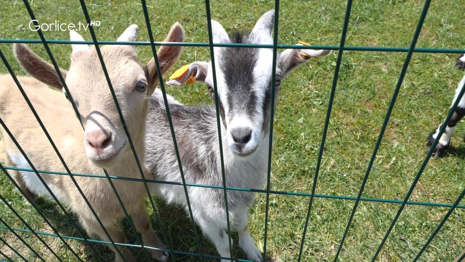 Zapraszamy na Piknik Integracyjny „Most do Samodzielności” do Mini ZOO w Zdyni