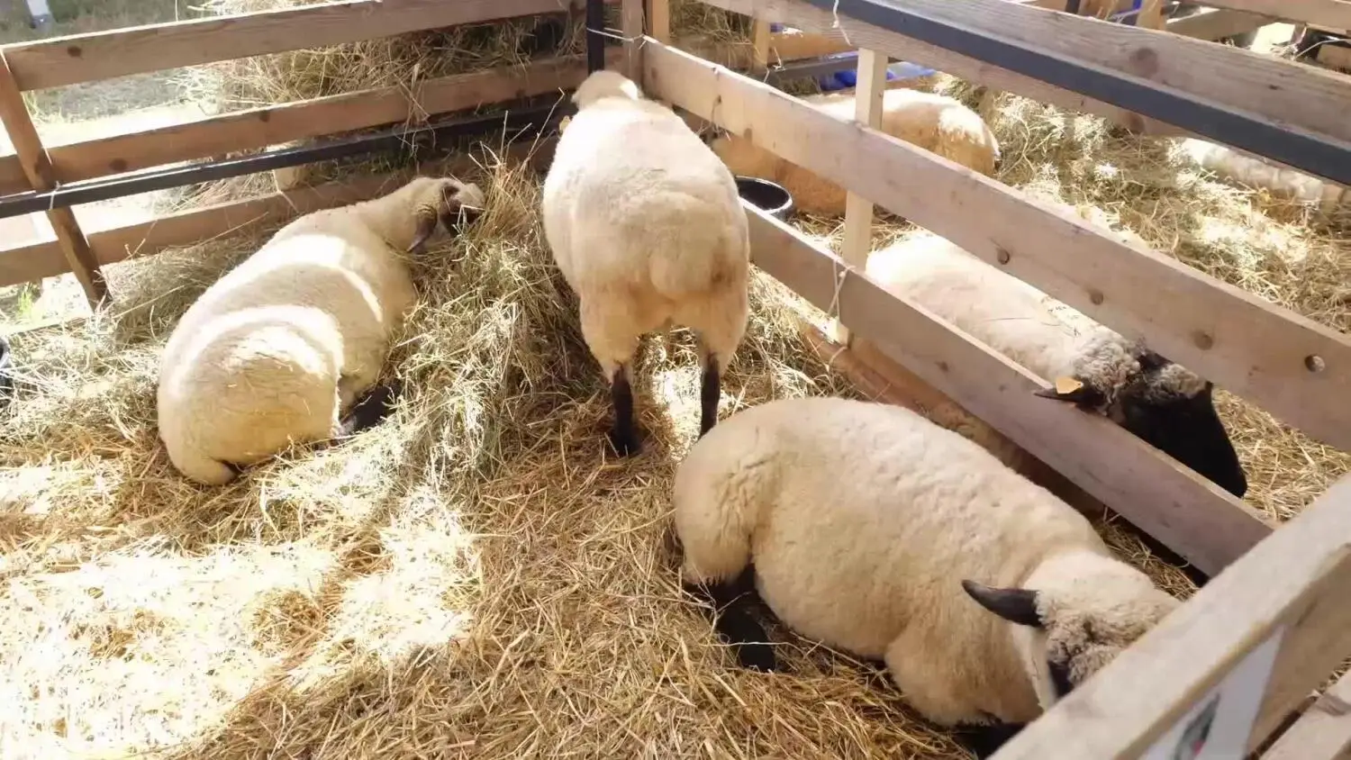 XXXIV Wystawa Rolnicza AGROPROMOCJA 2026.mp4